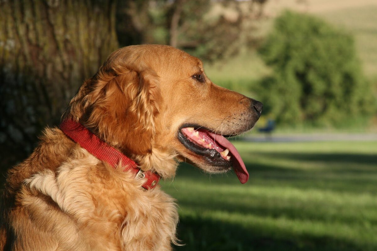 Appelgate-golden-retriever-puppies-Mae-13