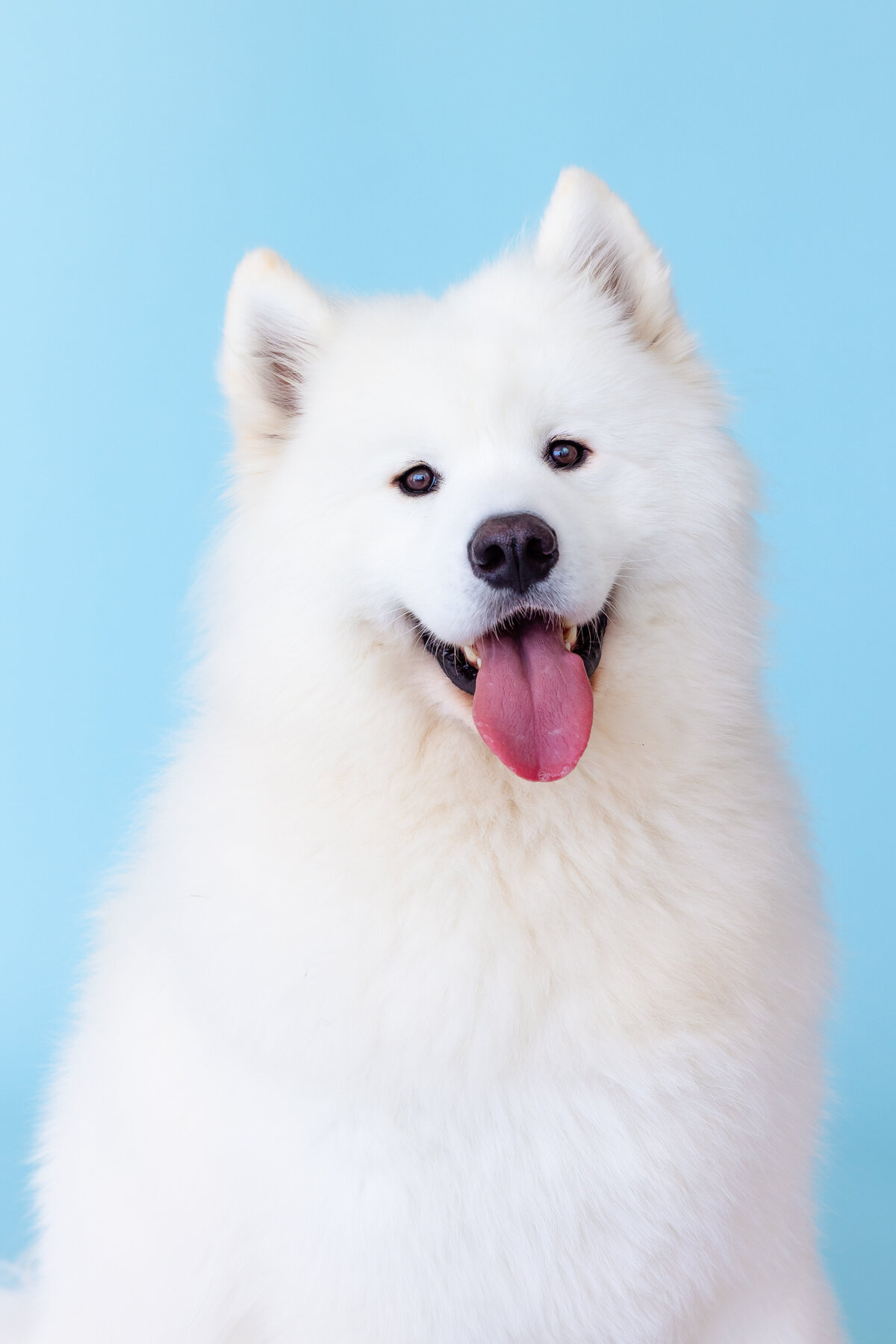Colorful_Creative_Dog_Photographer-10