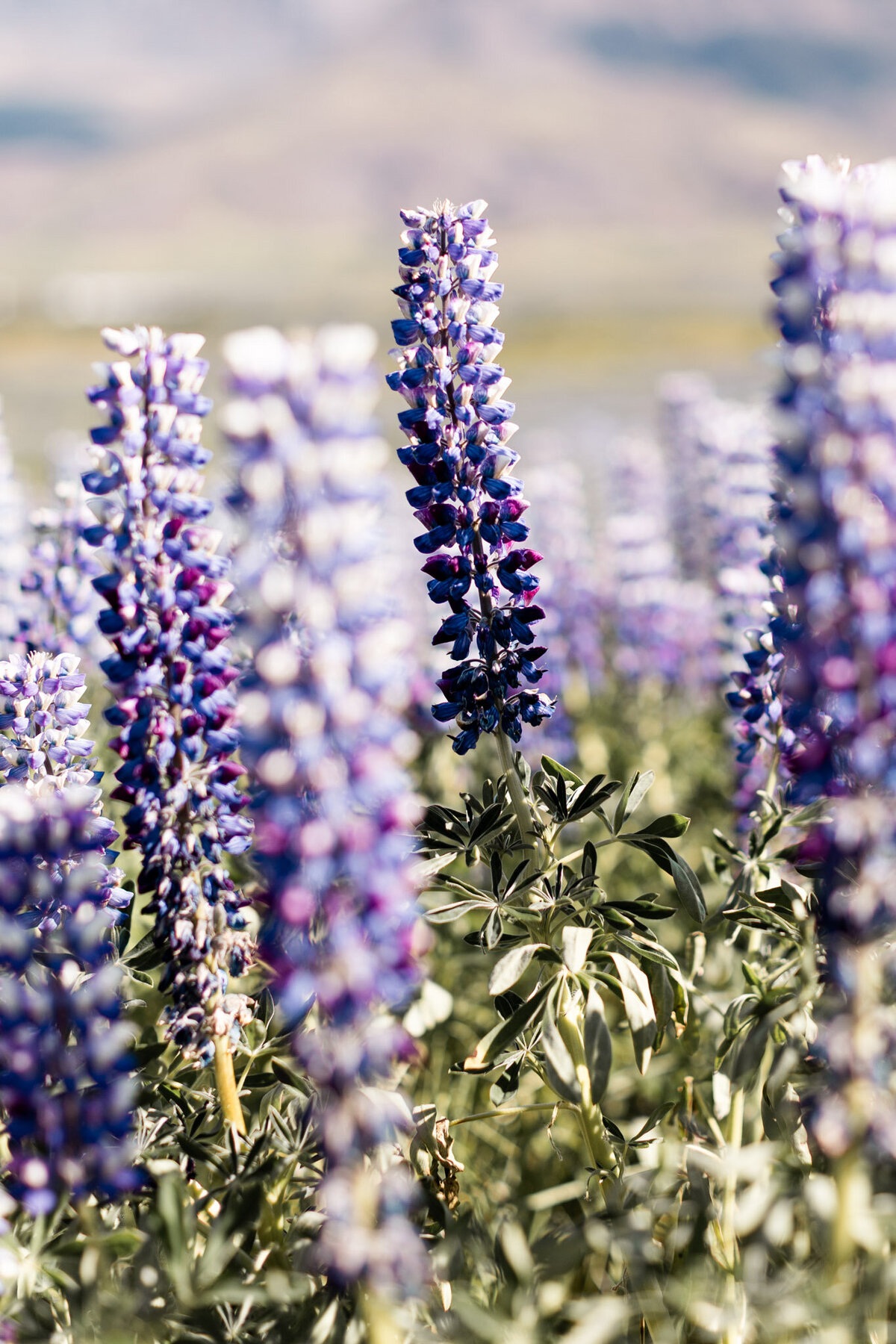 Iceland for Website-22