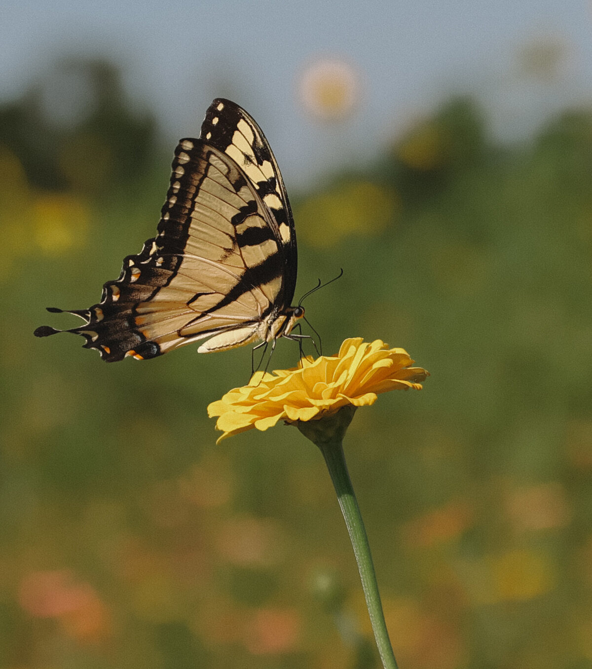 7B7A3359