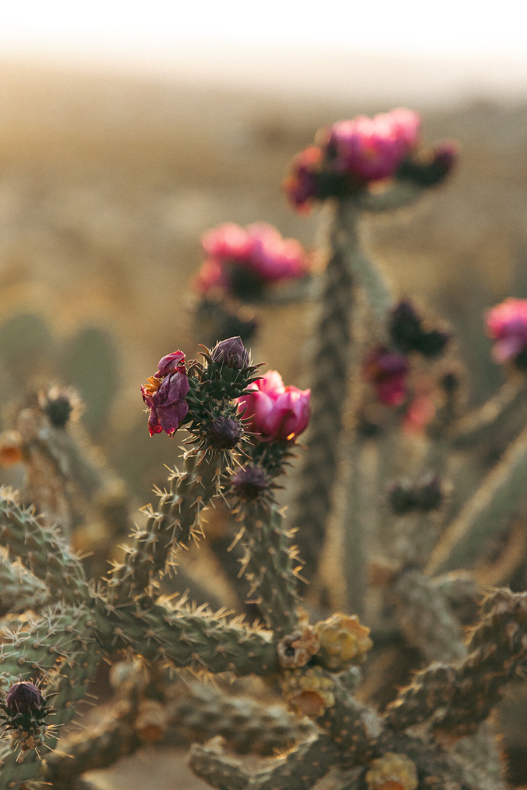Faye-Fern-Creative-GoldenVibesPhoto-Sacred-Sands-Joshua-Tree-Wedding-Richie-James-Clara-Critchfield-Reception-Details-03