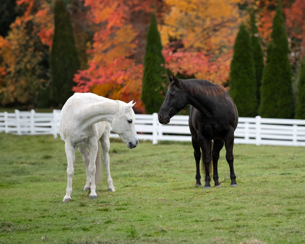 seattle-equine-photographer-18