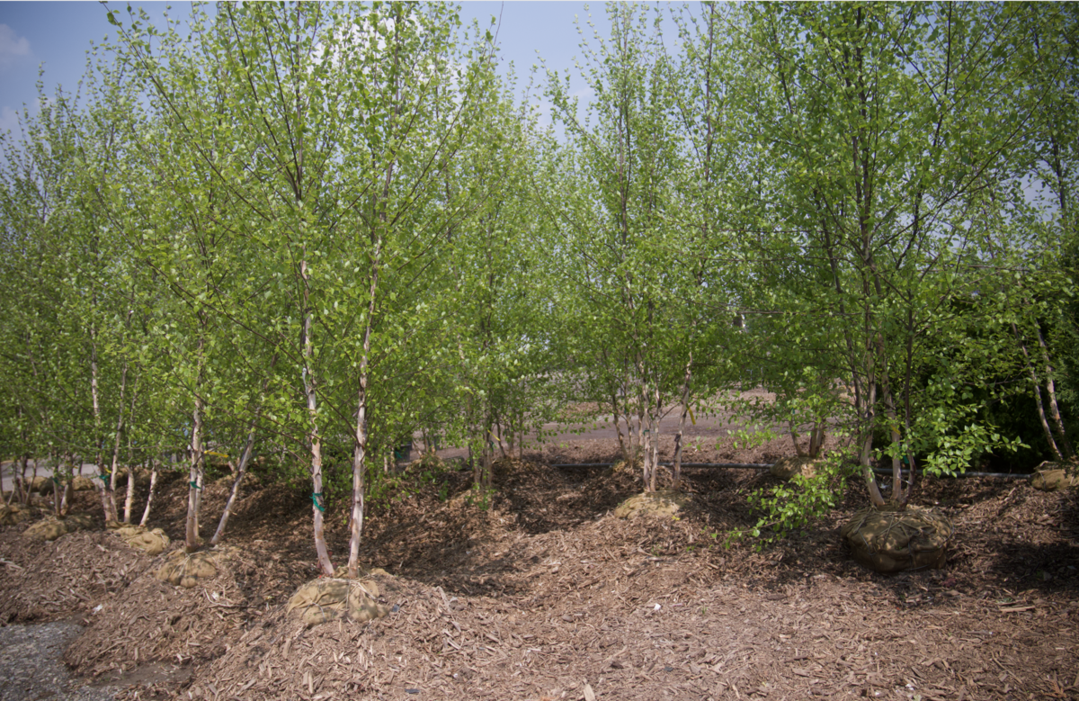 Screenshot 2025-07-21 at 10.55.50 AM