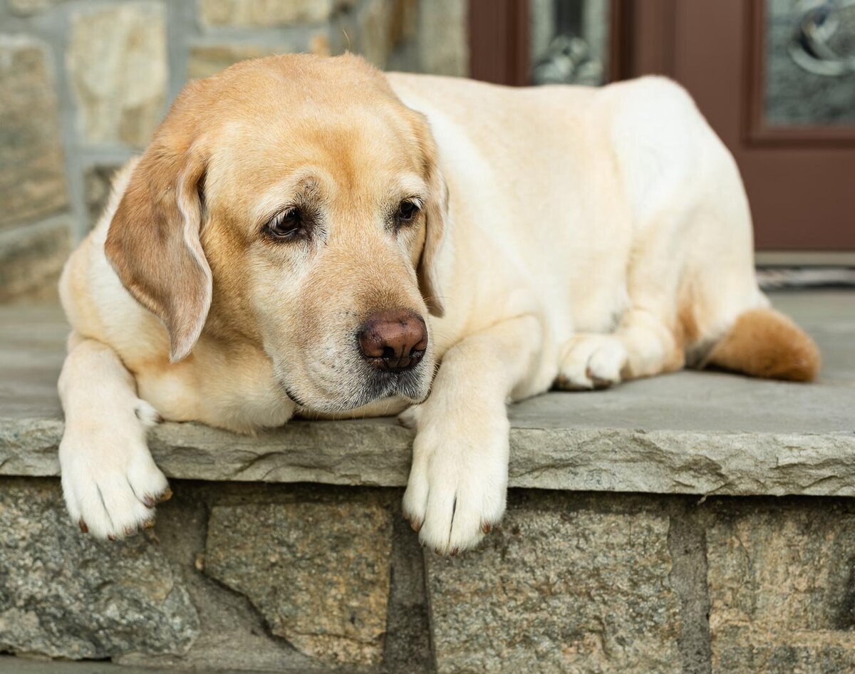 yellow-labrador-paws-on-porch-2998