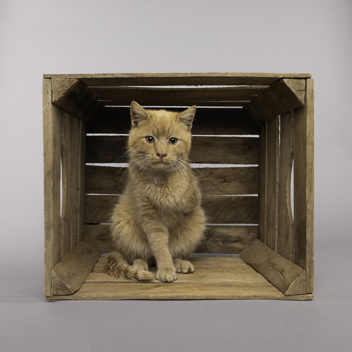 orange 3 legged cat in a wooden box