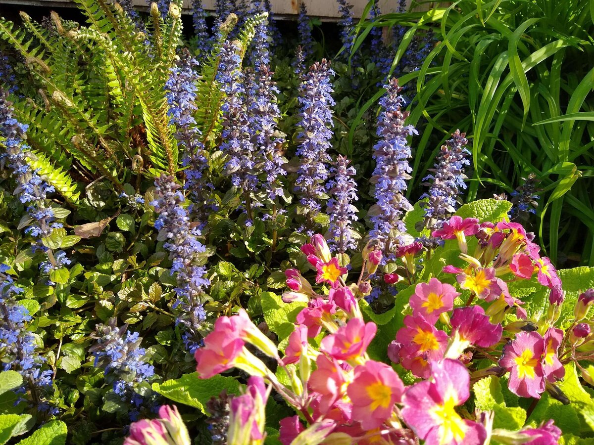 Pink and purle flowers blooming in a garden bed.