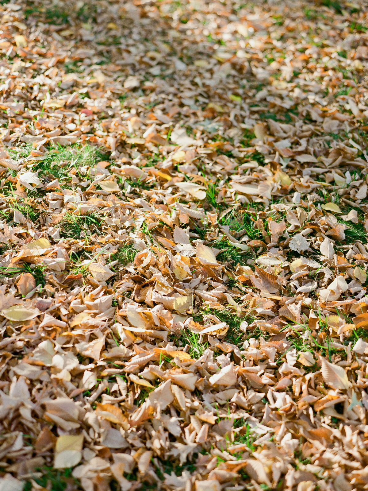Bethesda-Terrace-Engagement-Photos-1