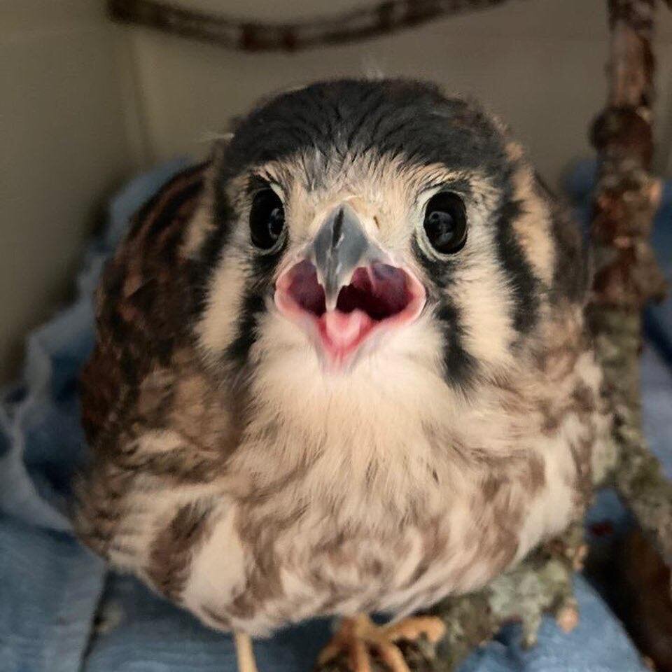 American kestrel rehab patient