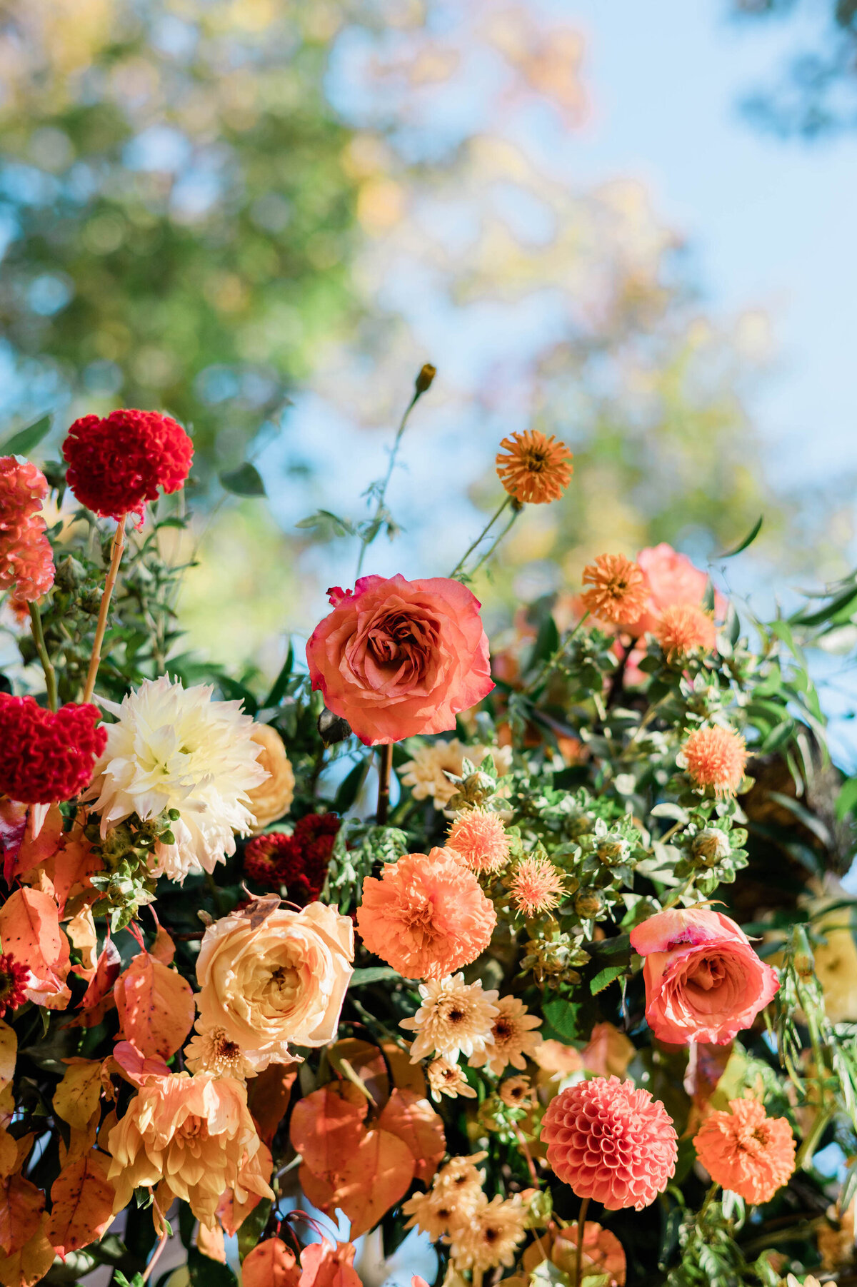 Close up of flowers with vibrant colors