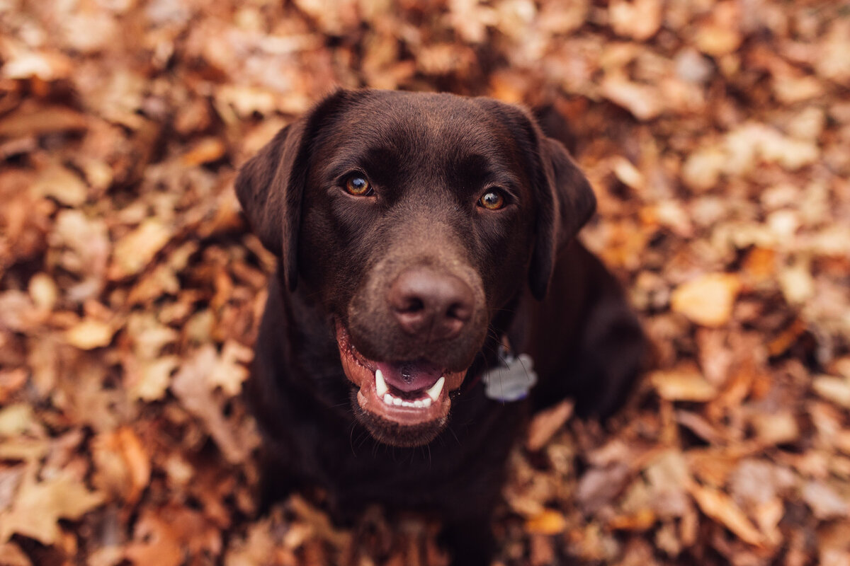 Close up of a young Chocolate Lab Vermont Dog Photographer