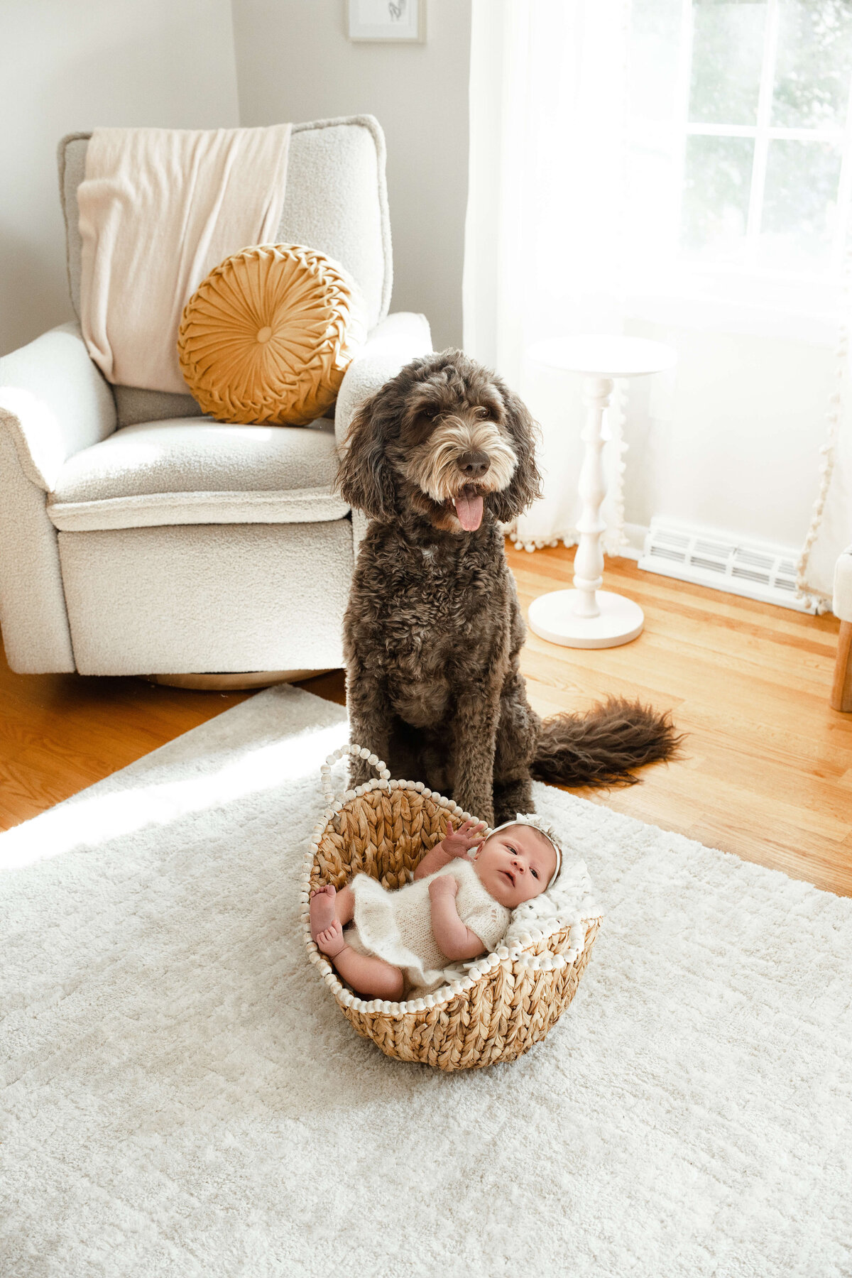 proud dooddle dog sitting with his newborn baby sibling in their in home york pa newborn session
