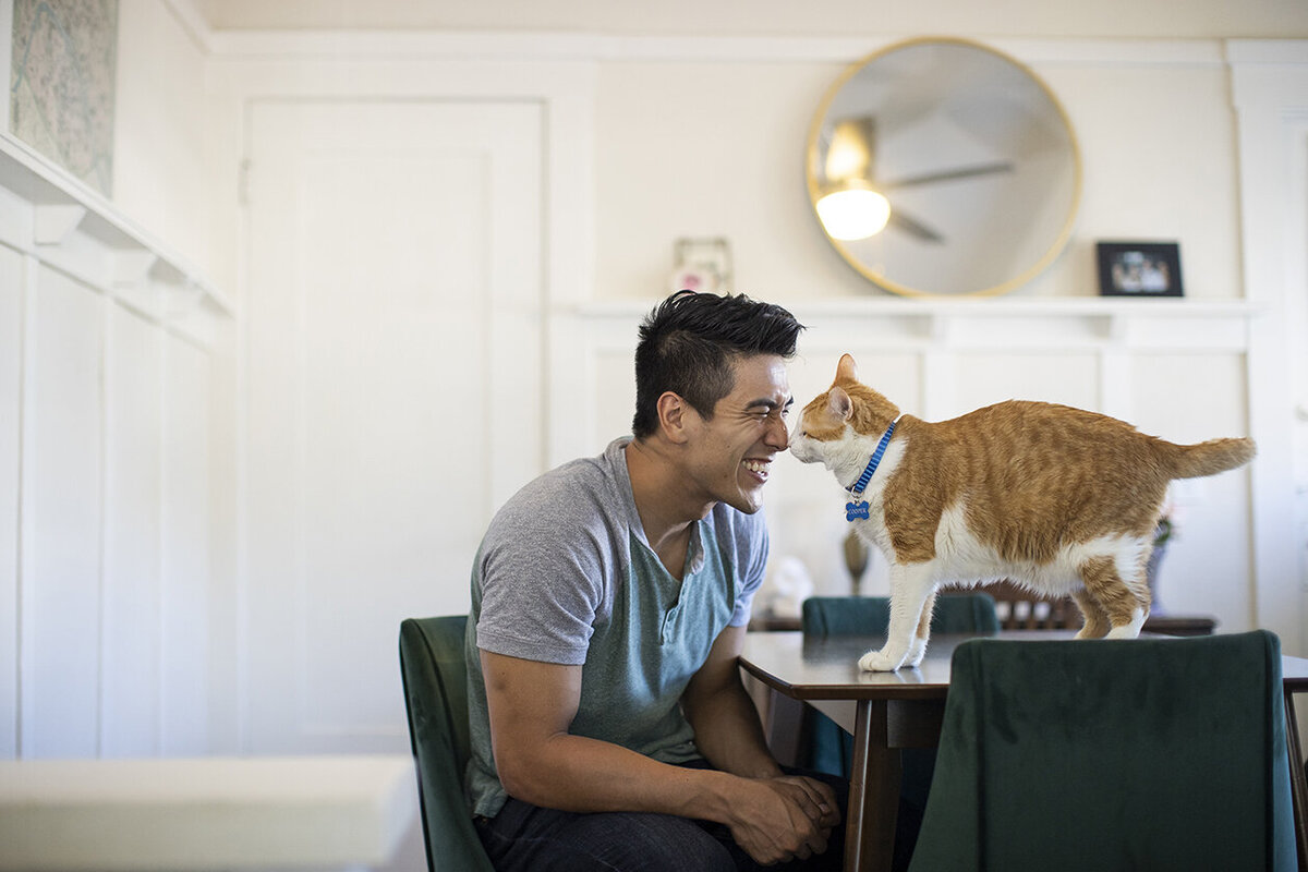 commercial-cat-photographer
