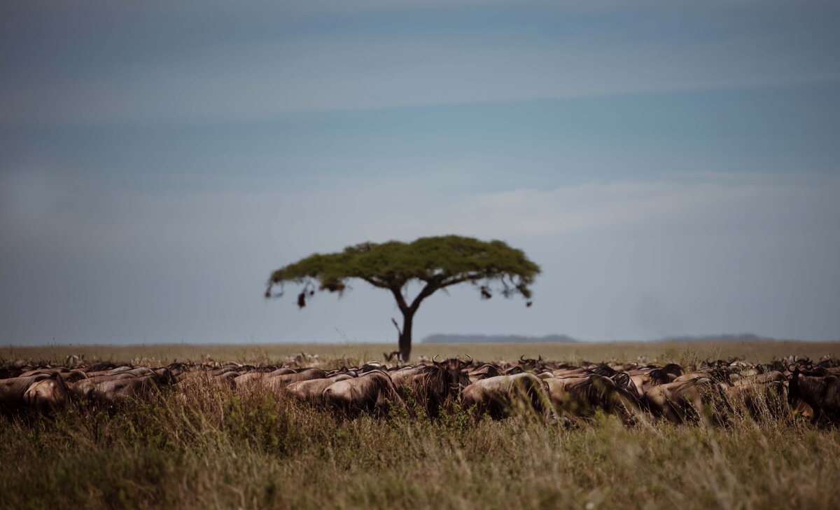 TAASA Safari Wildlife (11)