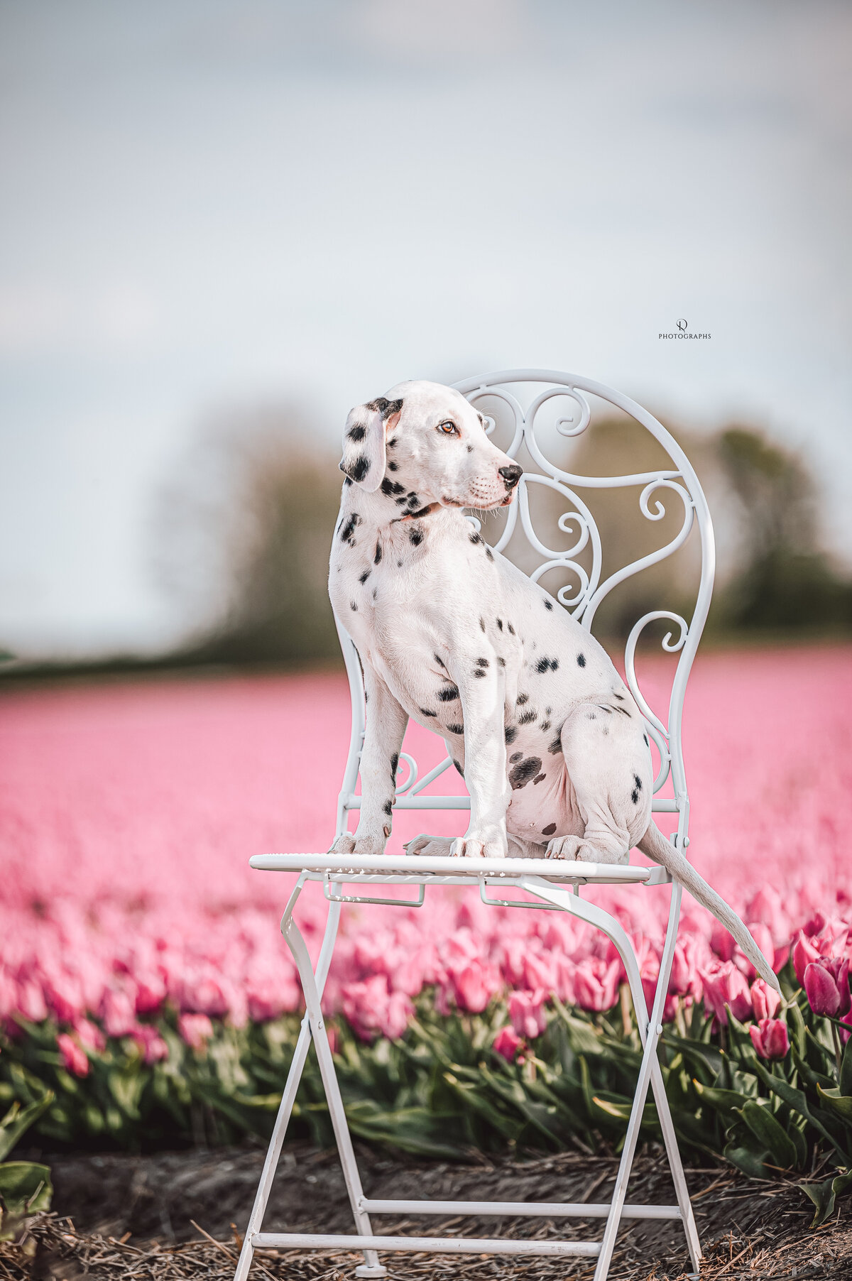 Hondenfotografie tussen de tulpen