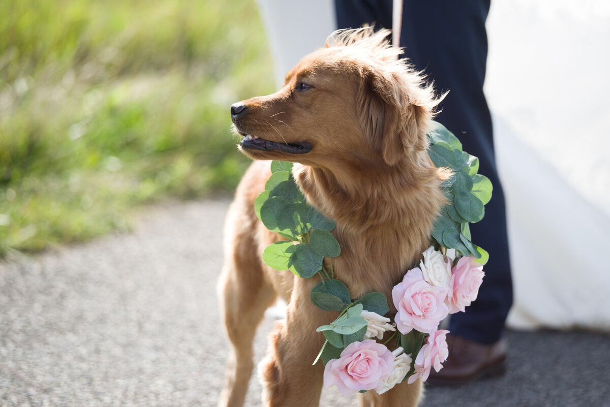 Including your dog in your ceremony