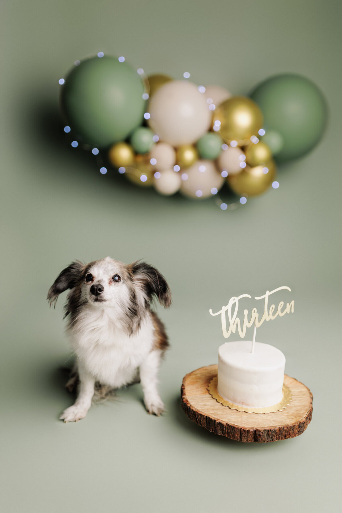 NW Arkansas pet photographer, dog photography NW Arkansas, pet photography near me
