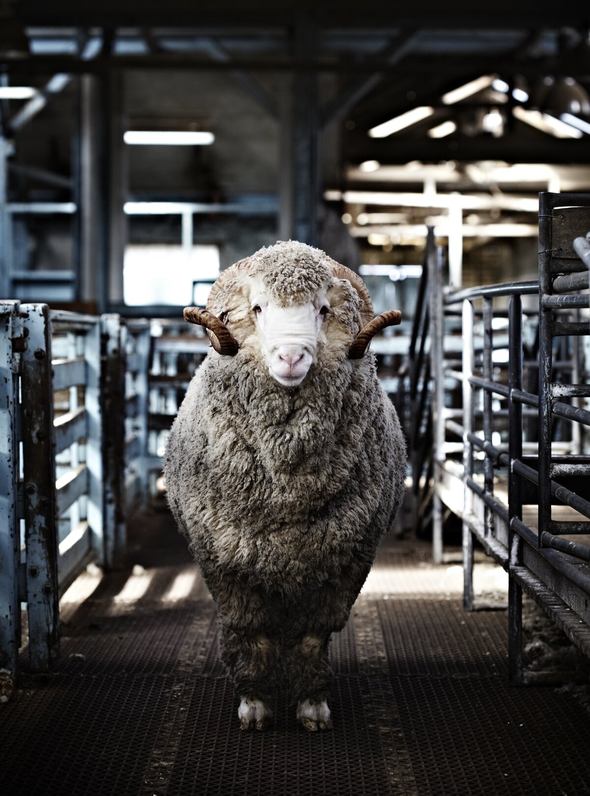 Wurrook Merino-03