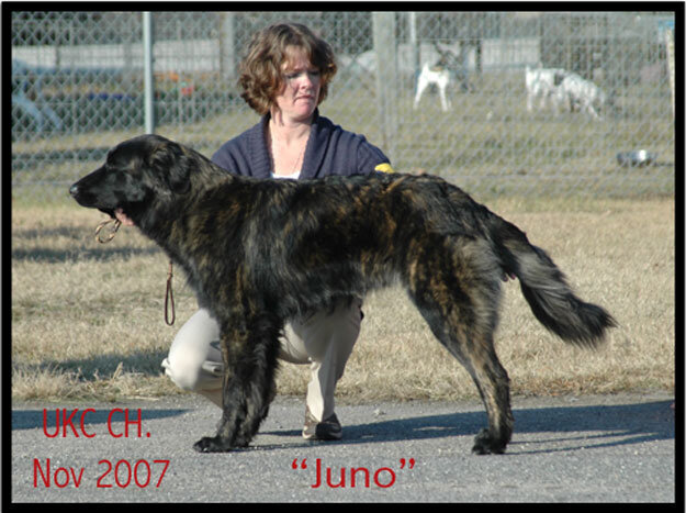 Juno