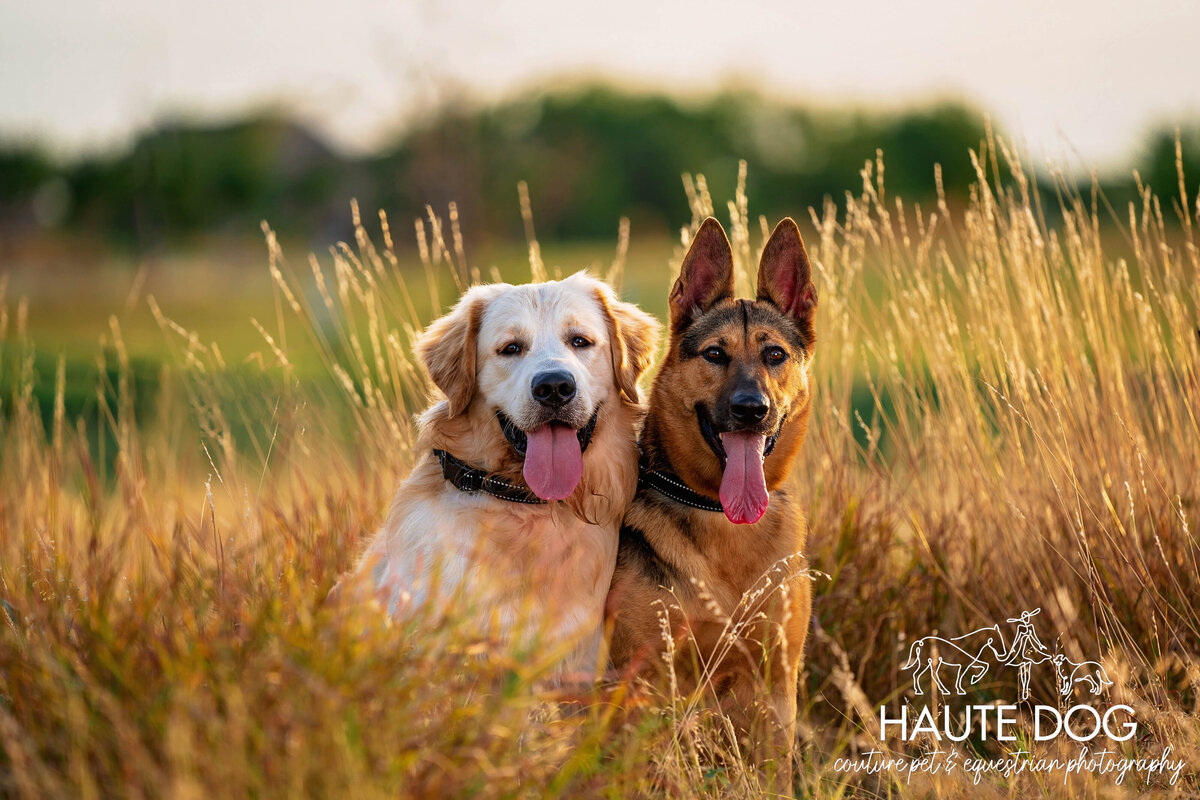 A Golden Retriever and German Shepherd sit closely together surrounded by tall hay in golden light.