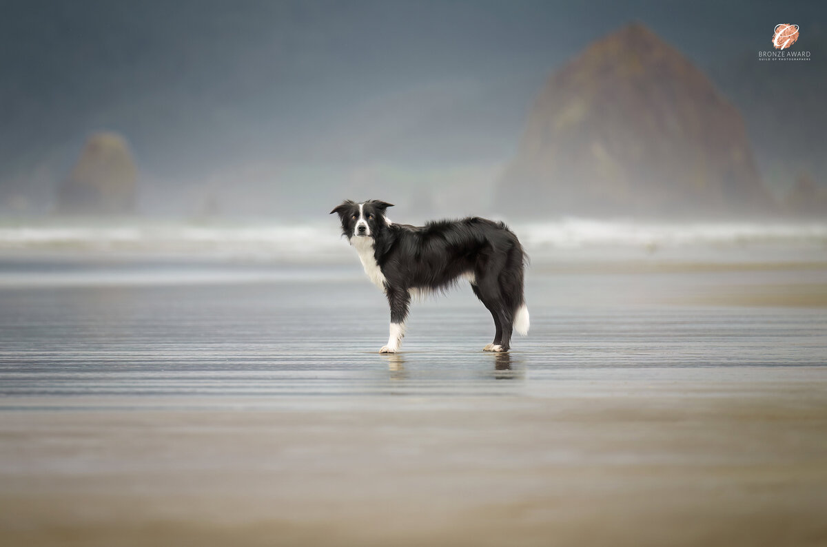 In this serene photograph titled “A Quiet Moment of Reflection and Freedom”’ a Border Collie gazes across the tranquil sands of Cannon Beach, Oregon. Captured by the Vancouver-based photographer at Pets through the Lens Photography, this image earned a Bronze Award from the Guild of Photographers. The iconic beach and its misty coastal backdrop highlight the bond between this beautiful dog and the natural world. For pet owners seeking award-winning, location-based pet photography at breathtaking destinations like Cannon Beach, Pets through the Lens Photography offers unforgettable portrait experiences.