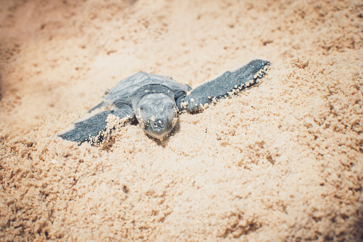 Cozumel-Mexico-sea-turtle-beach-pictures-photographer-Christi-Peace-1