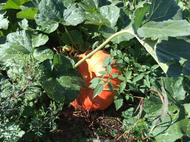 Pumpkin4