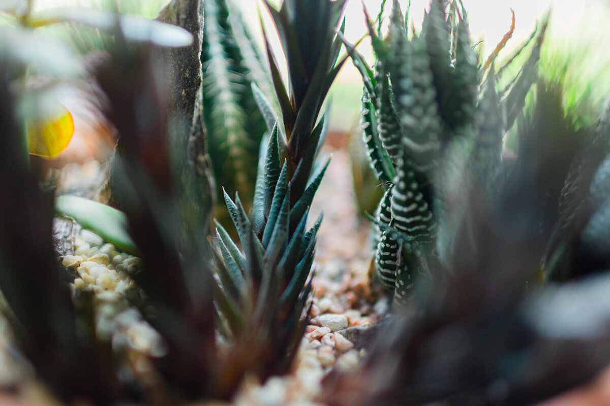 Close-up of small, green succulents growing in a garden bed