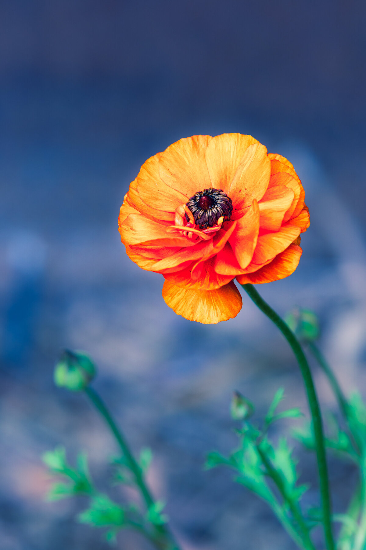 ranunculus_2872