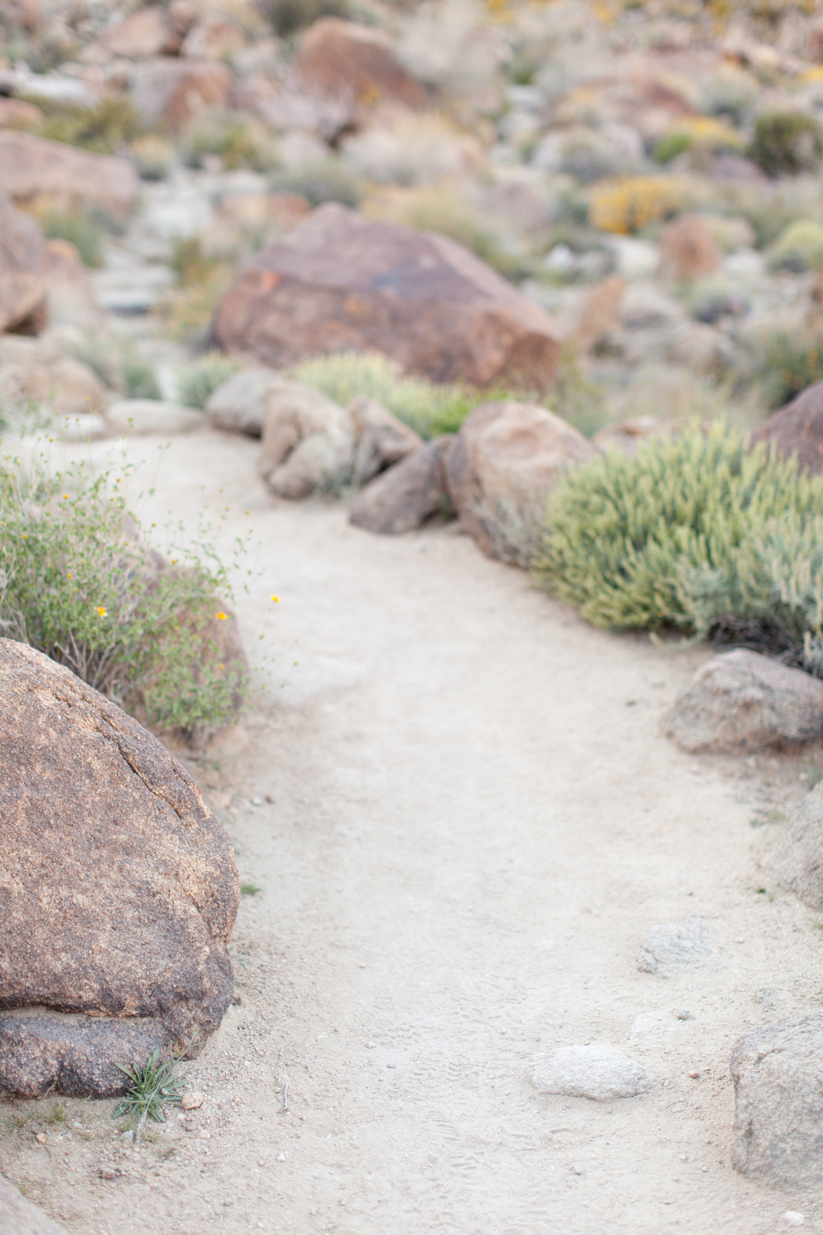 170401_Joshua tree_0027