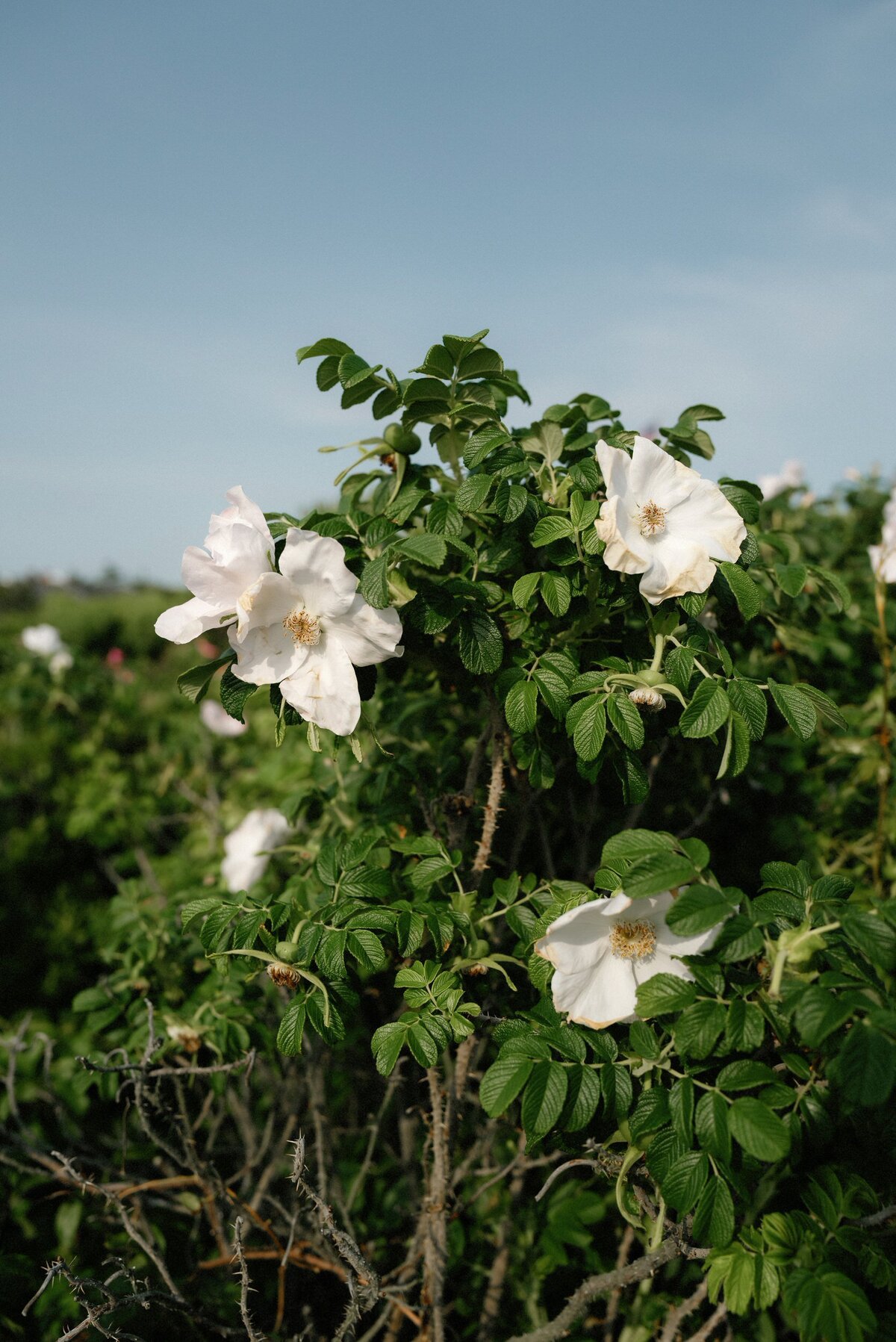 Wauwinet_Nantucket_Wedding_LevKuperman_003