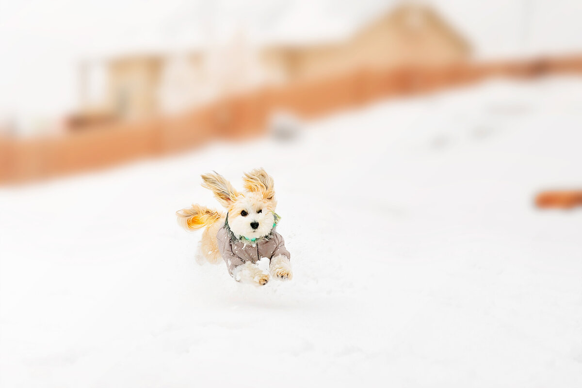 Pet Photographer Grand Junction -  316