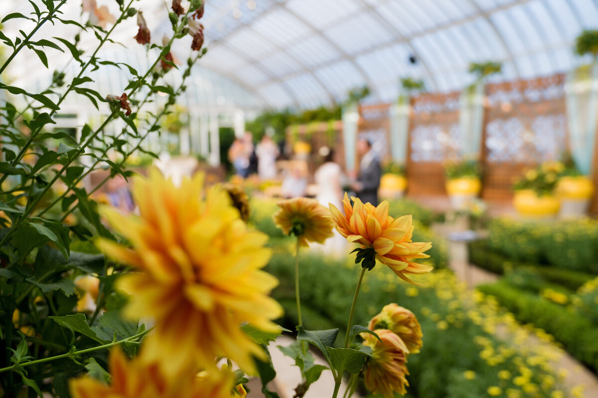 flowers at phipps conservatory