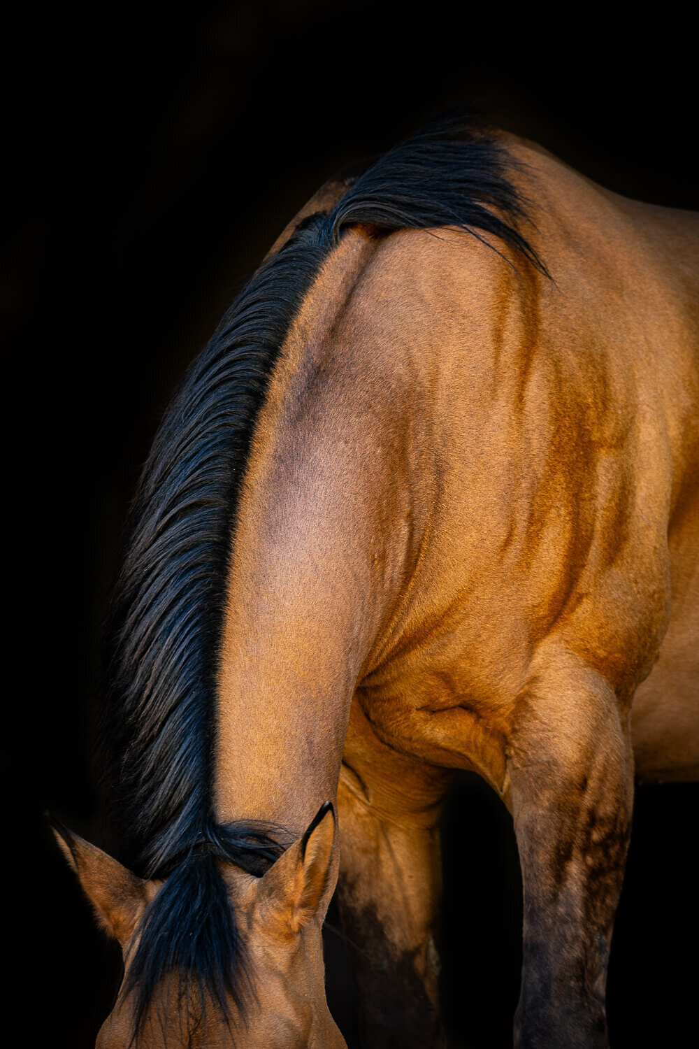 El-Paso-Texas-Black-Background-Horse-Photographer-002