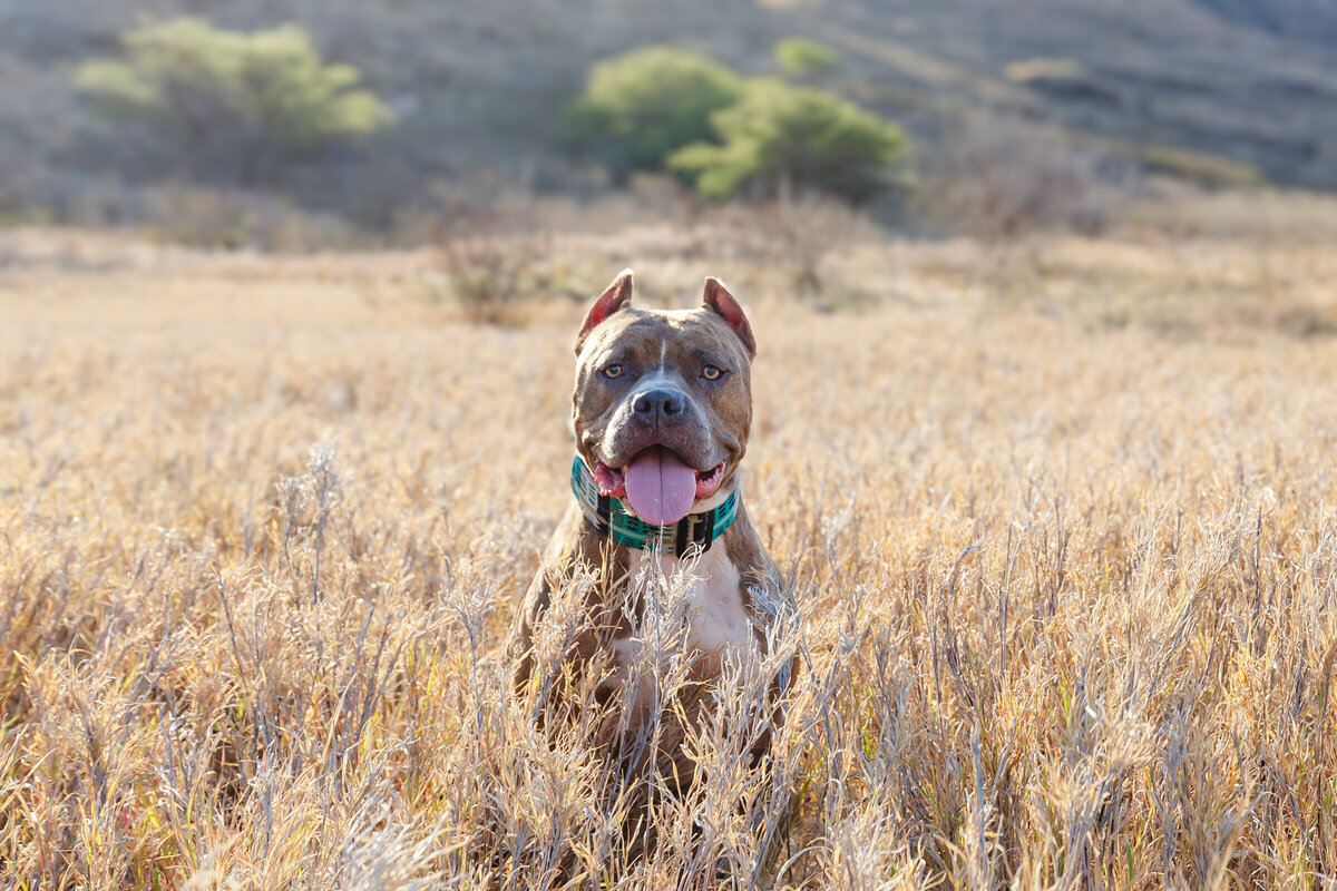 Hawaii Senior Dog Photography-10