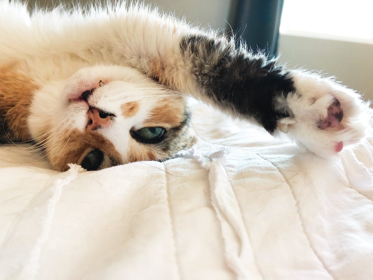 A cute cat looks at the camera from upside down