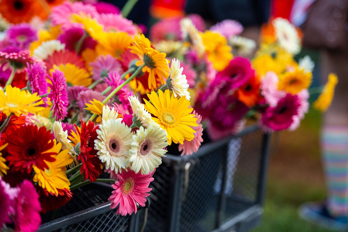 Ottawa event photos of colourful flowers in baskets that are part of the Tweed Canopy Growth Pride Parade.  Captured by JEMMAN Photography COMMERCIAL