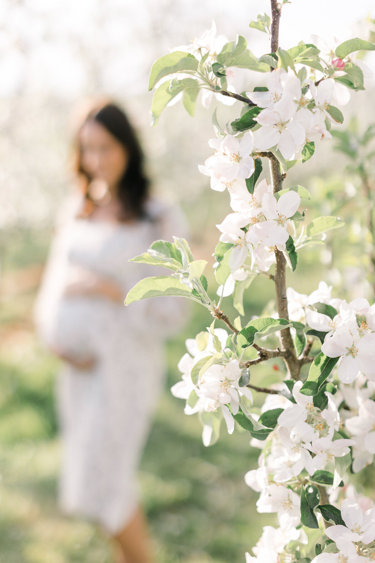 Terri-Lynn Warren Photography - Halifax Maternity Newborn Photographer Apple Blossoms-4808