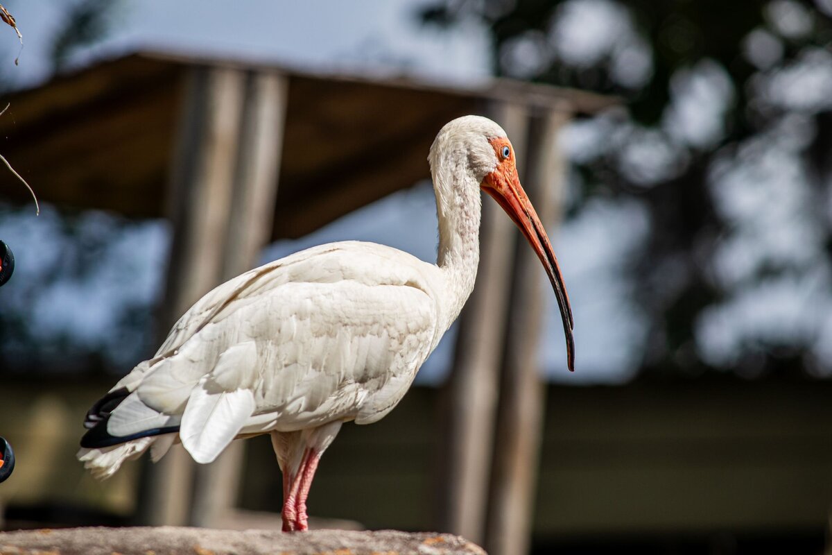 white-bird-6a943f5a-2500