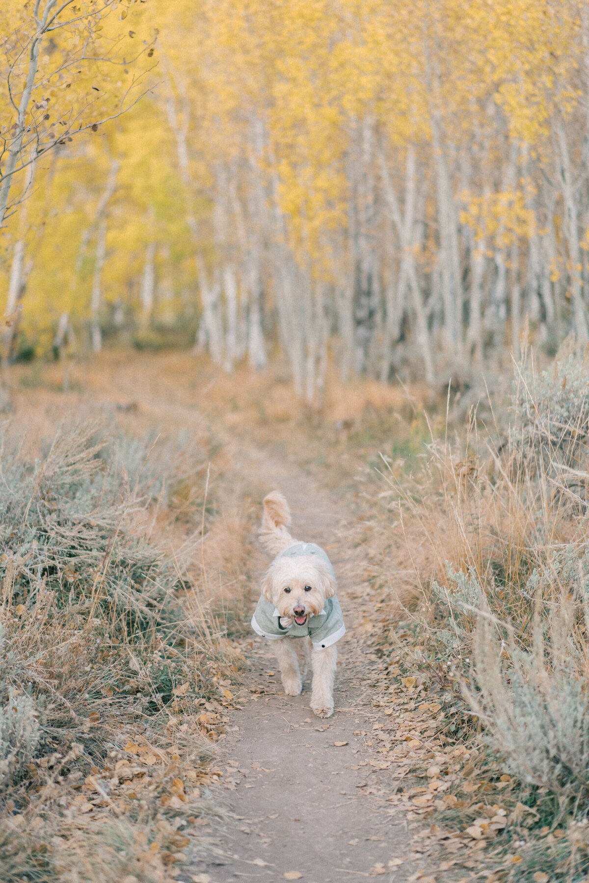 Lake_Dillon_Fall_Elopement_Mary_Ann_Craddock_0122