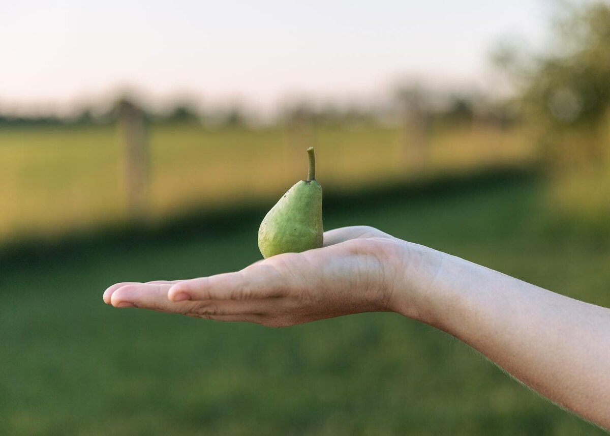 Freshly picked pear being held in the palm of a hand in front of a blurred rural landscape.