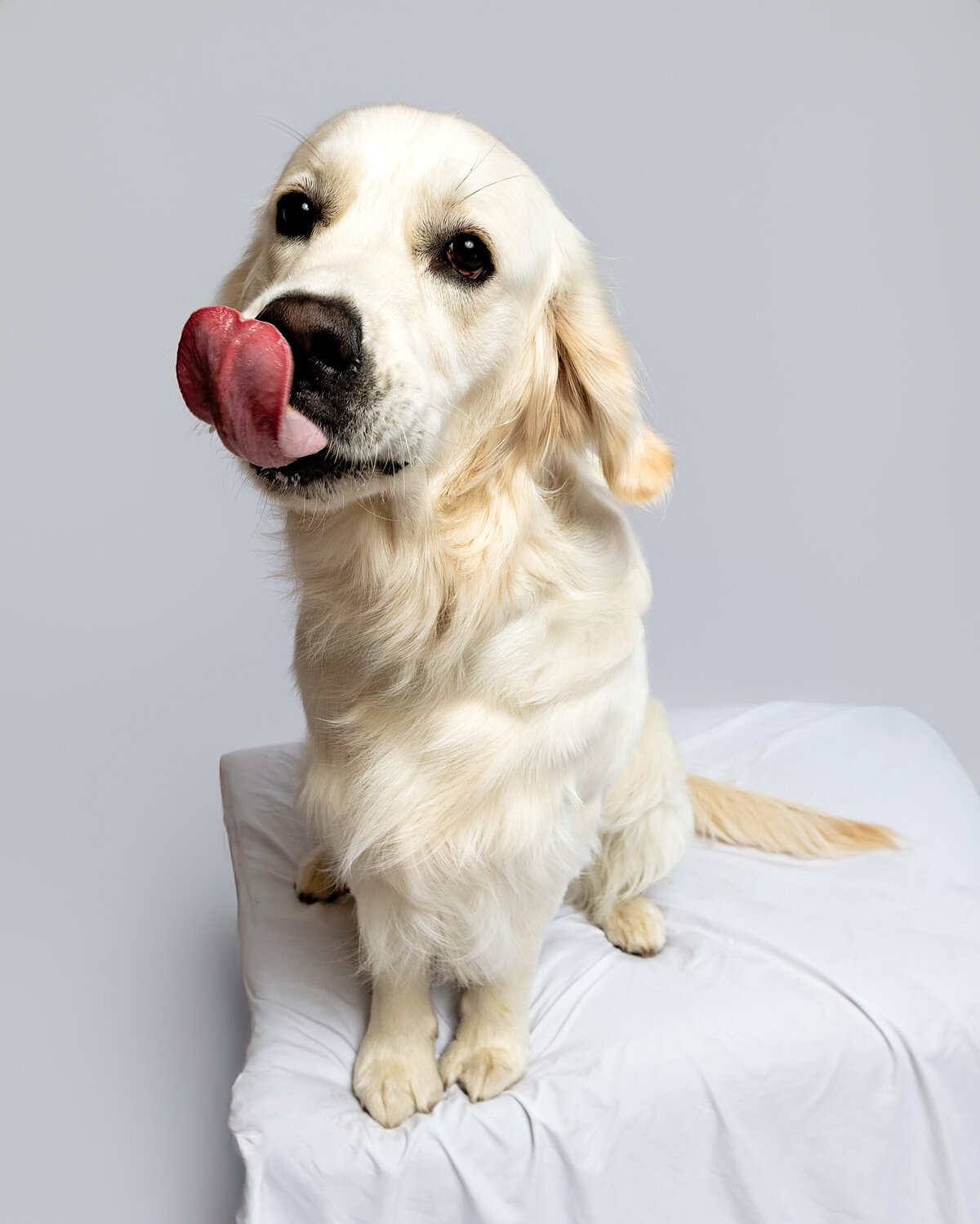 issaquah-dog-photographer-(1 of 5)