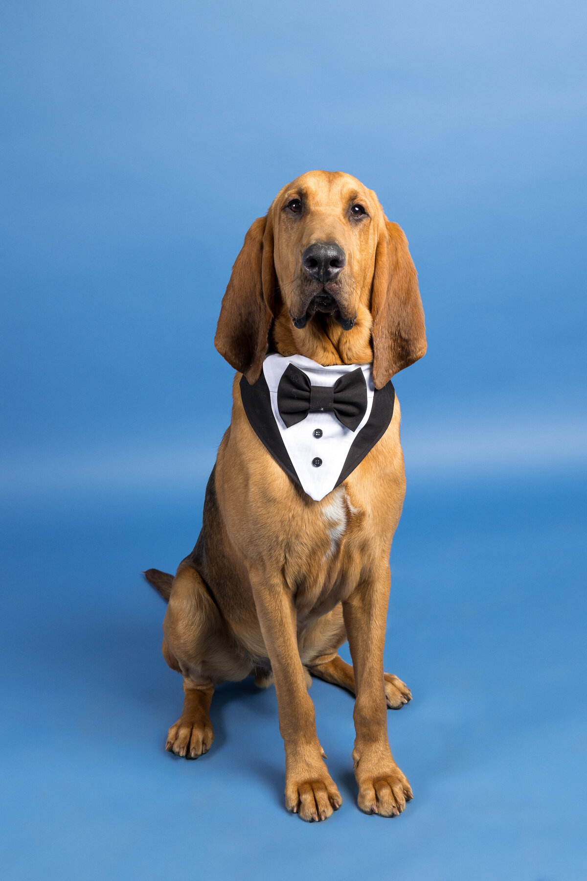 Pet photos studio Cleveland Ohio--28