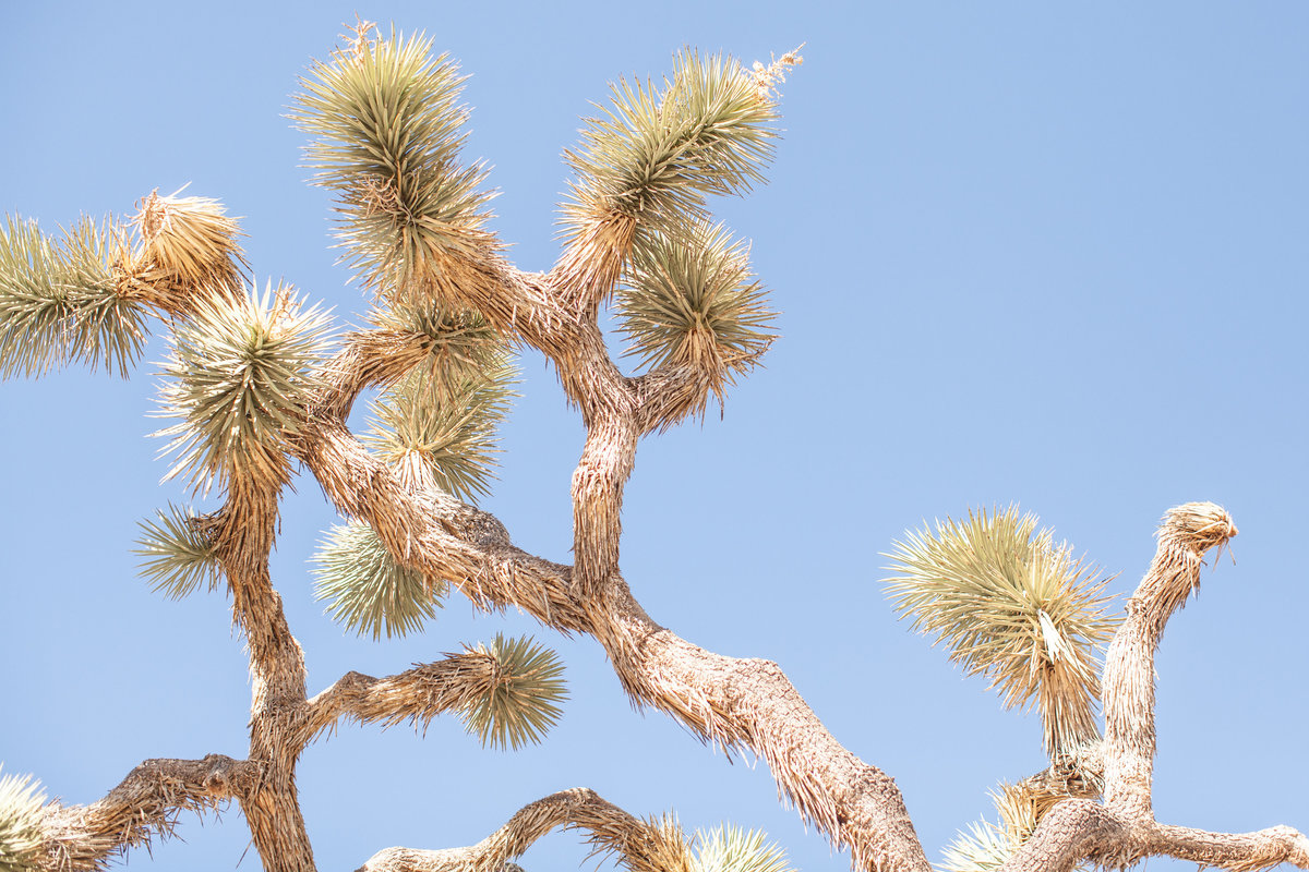 150708_150708 joshua tree_0314