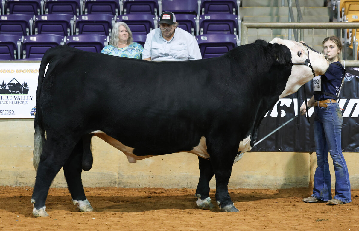 Black Hereford bull JM One Night Stand