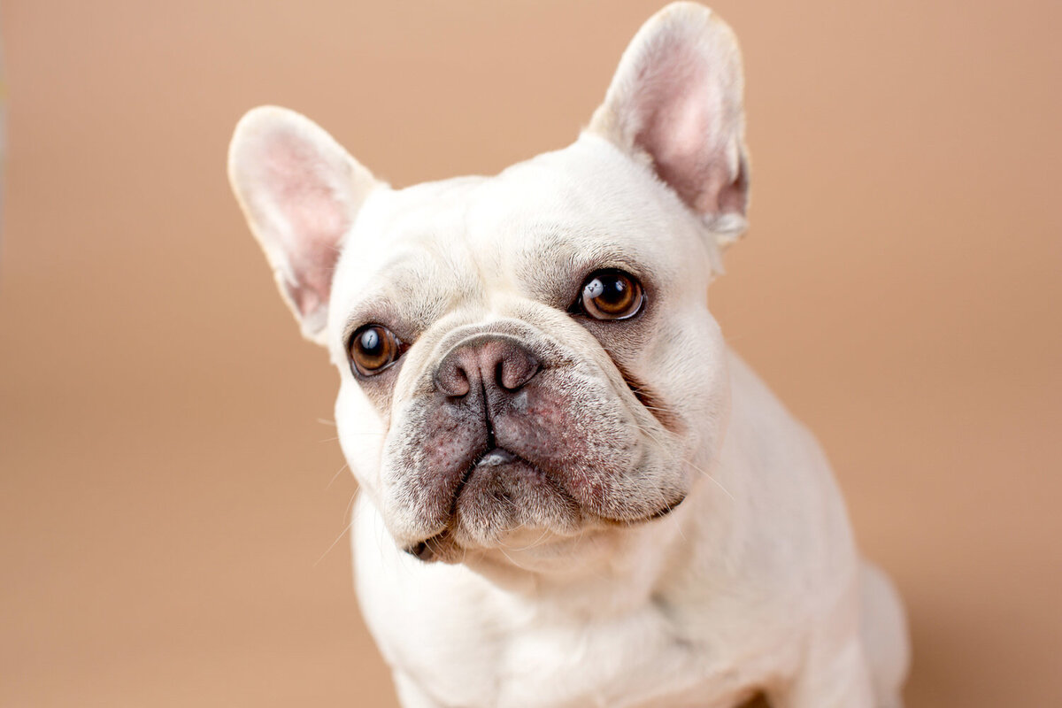 pet-photos-myrtle-beach-1500_028