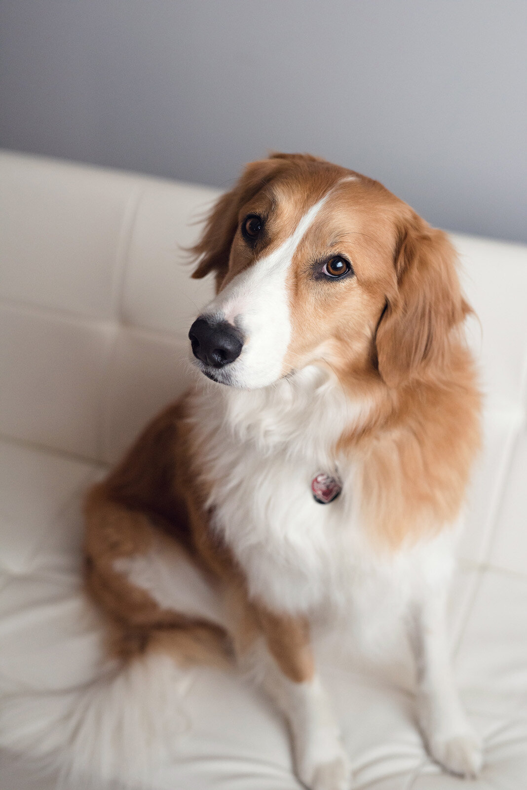 Pet Photography Minneapolis | Megan Engeseth Photography 06