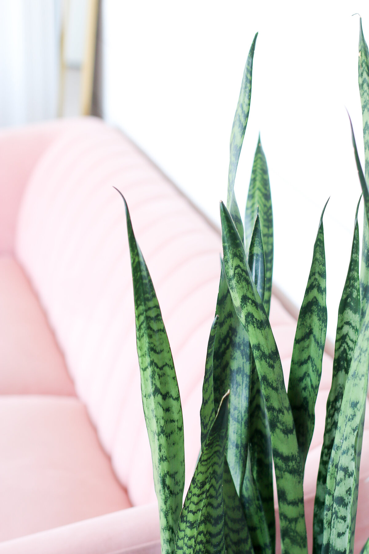 Green plant and pink couch office setting - Lifestyle Coaching for Women in Denver, Co - Elle Banks Coaching