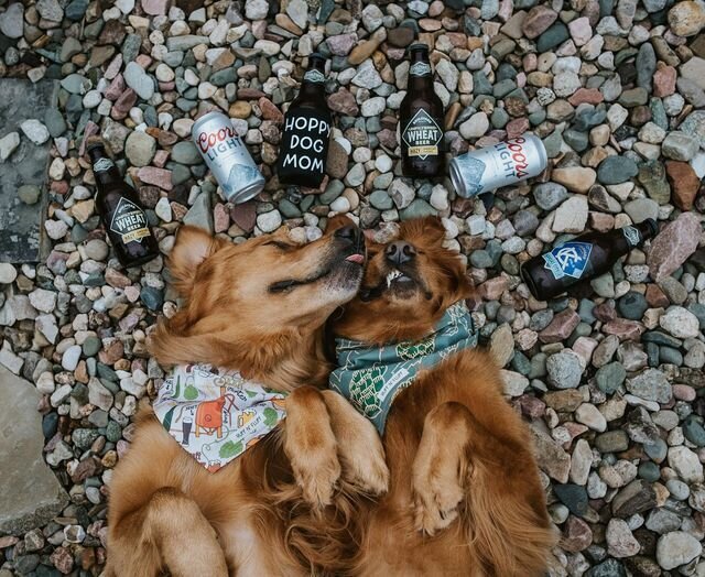 beer dogs