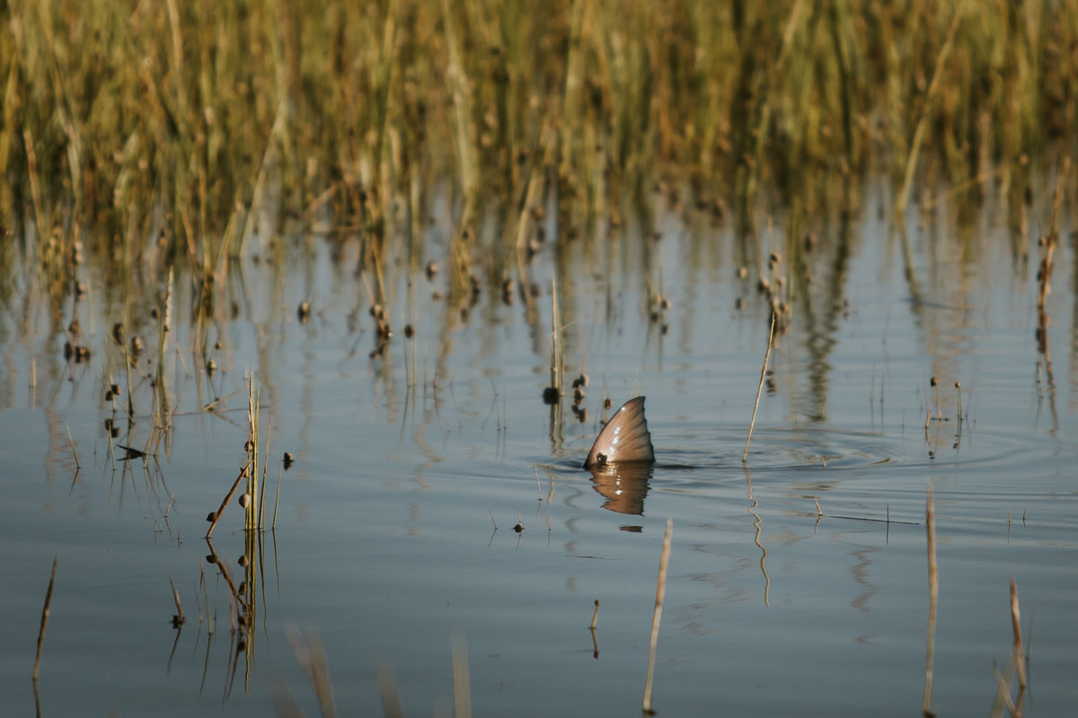 Charleston-sc-redfish-flyfishing-lifestyle-photography-63