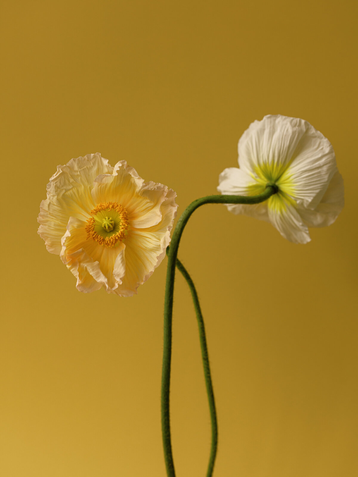 Sarah Bradshaw Editorial & Commercial photograph 0051